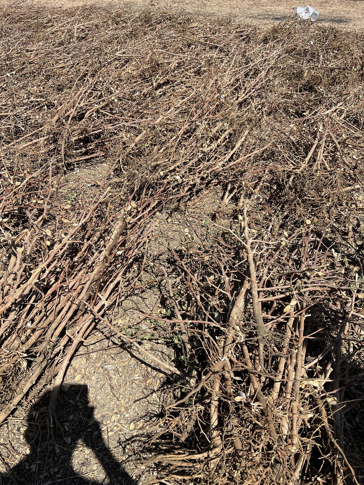 Cotton stalks — agricultural waste used as feedstock