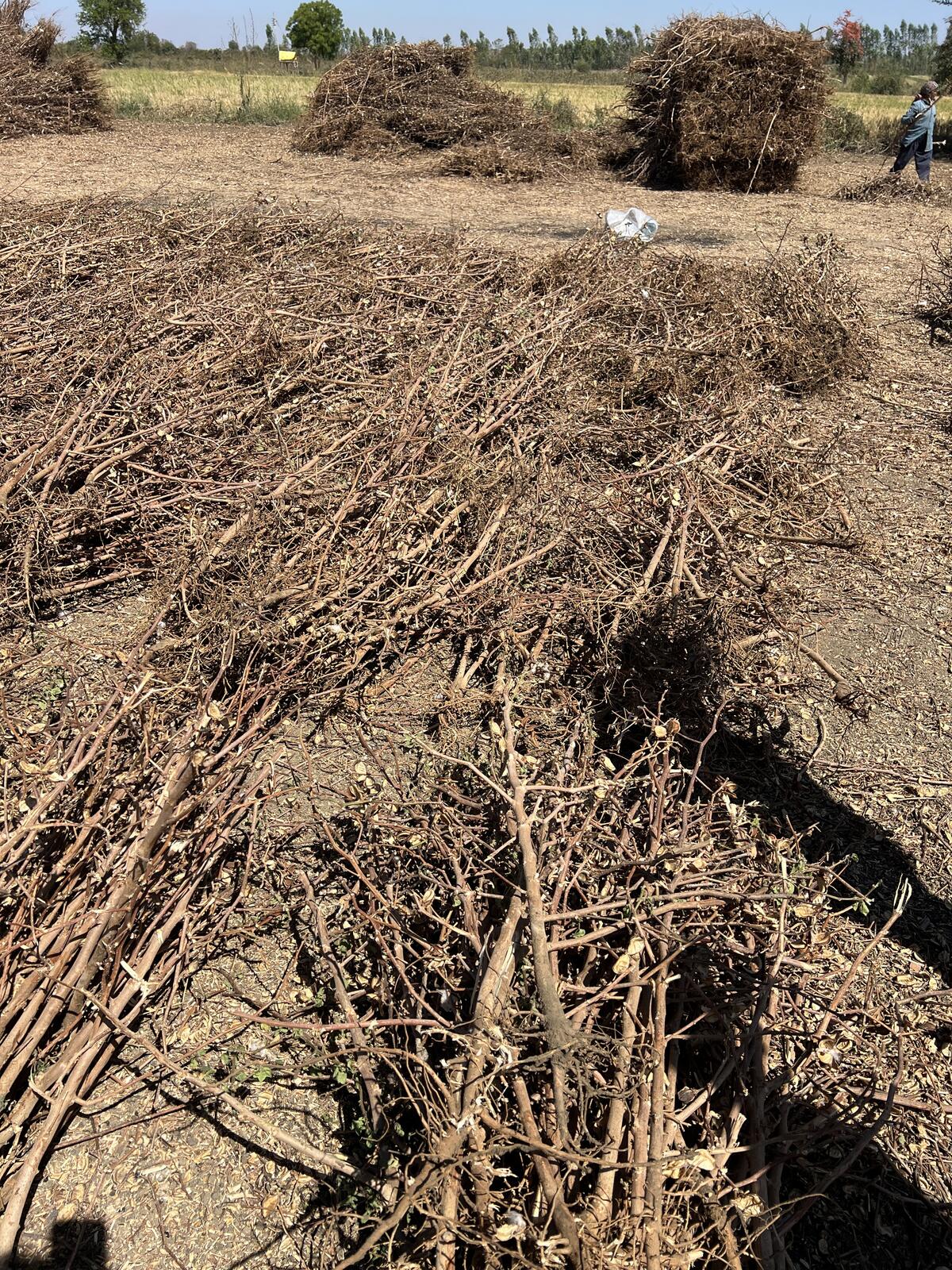 Cotton stalk biomass collected from fields