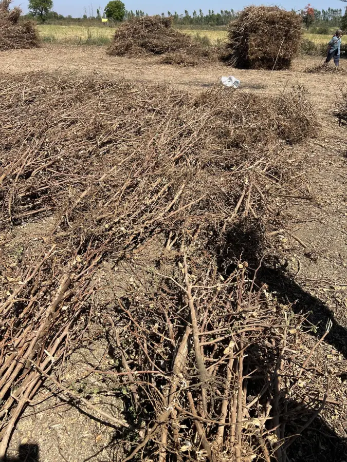 Cotton stalk biomass collected from fields
